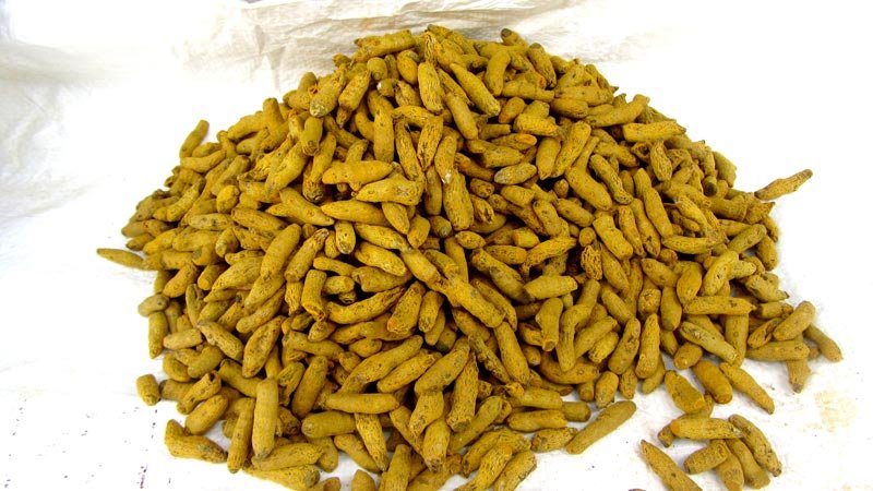 Turmeric Bits ( Single Polish ) 01