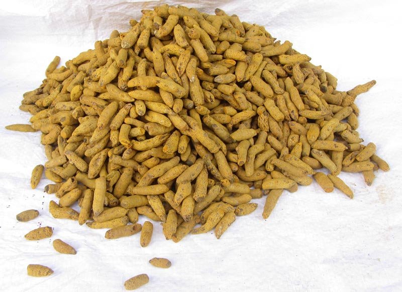 Turmeric Bits ( Single Polish ) 02