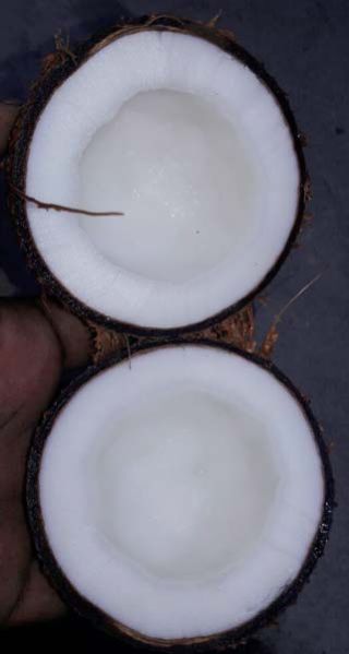 Fresh Coconut 04