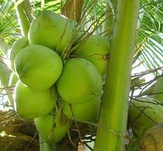 Fresh Coconut 02
