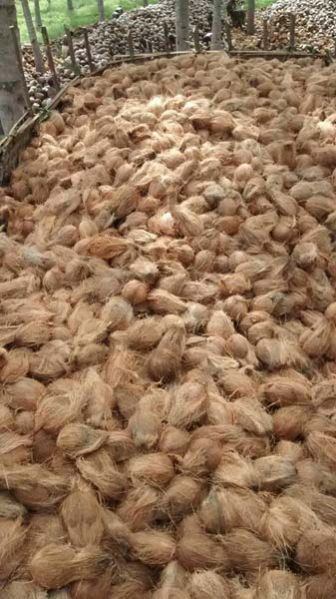 Semi Husked Coconut 01