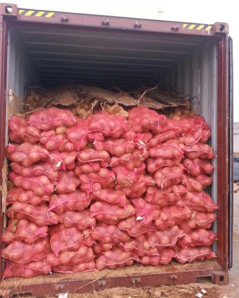 Semi Husked Coconut 02