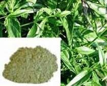 Andrographis Paniculata