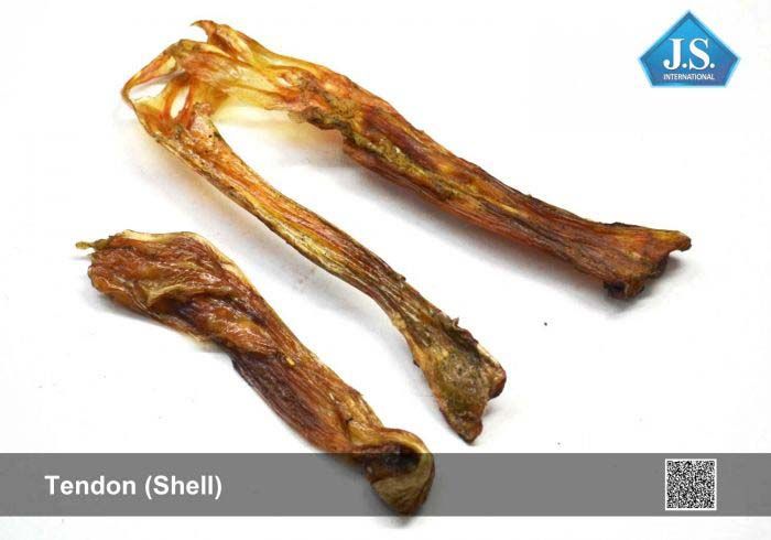 Tendon Shell
