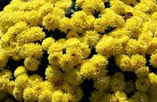 Image 01