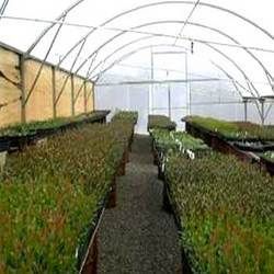 Polyhouse Construction Service 02