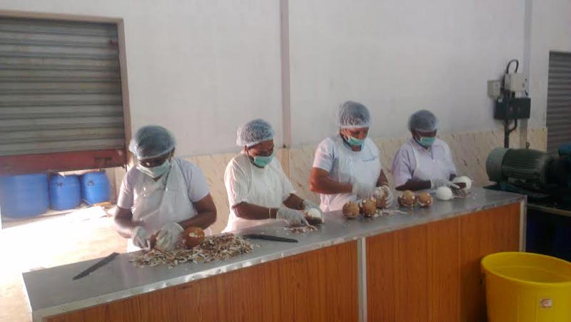 Hygienic Preparation of Coconuts For Production