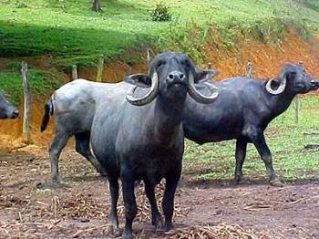 Jafarabadi Buffalo 01