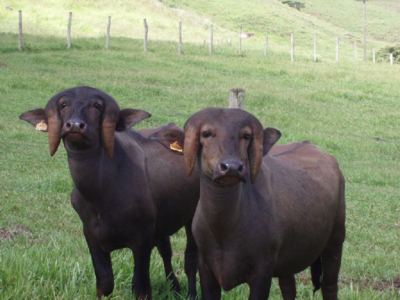 Jafarabadi Buffalo 02