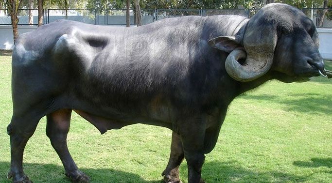 Jafarabadi Buffalo 03