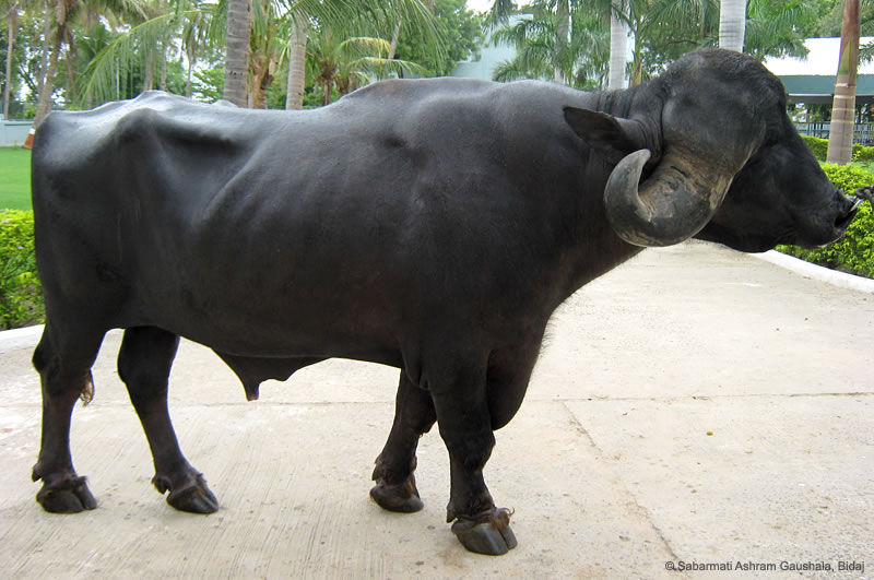 Jafarabadi Buffalo 04