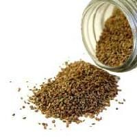 Celery Seed Greeding