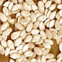 Musk Melon Seed Greeding