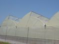 Naturally Ventilated Greenhouses