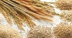 Wheat Seeds