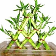 3 Layer Braided Lucky Bamboo Plants