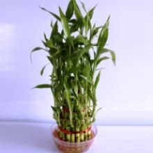 3 Layer Lucky Bamboo Plants