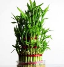 4 Layer Lucky Bamboo Plants