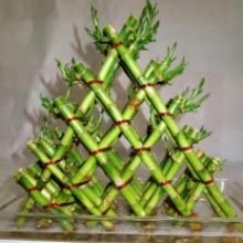 5 Layer Braided Lucky Bamboo Plants