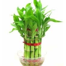 5 Layer Lucky Bamboo Plants