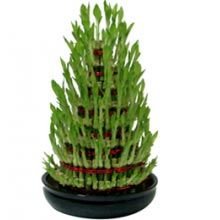 7 Layer Lucky Bamboo Plants