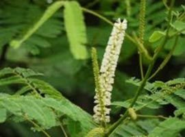 Acacia Catechu Khair Forestry Plants