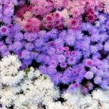 Ageratum F1 Hawaii Mixed Flowering Seeds