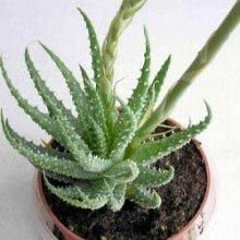 Aloe Humilis Cactus and Succulent Plants