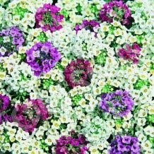 Alyssum Carpet Mixed Flowering Seeds