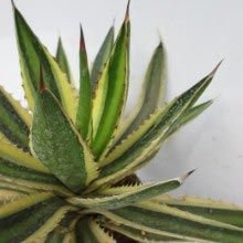 Yucca American Cactus and Succulent Plants