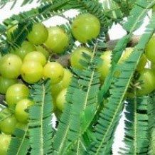 Indian Gooseberry Plants