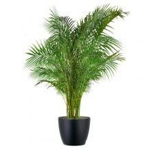 Areca Palm Plants
