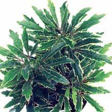 Arelia Black Outdoor Plants