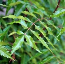 Azadirachta Indica Forestry Plants