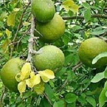Aegle Marmelos Plants