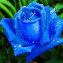 Blue Rose Flowering Seeds