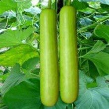 Bottle Gourd F1 Hybrid Rama Seeds