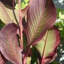 Canna Variegated Outdoor Plants