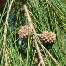 Casuarina Junghuhniana Forestry Plants