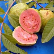 Guava Plants