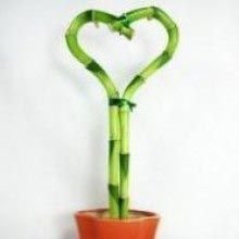 Heart Shape Lucky Bamboo Plants
