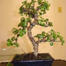 Jade Anthurium Plants