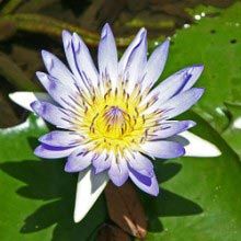 Blue Lotus Plants