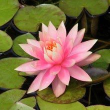 Pink Lotus Plants