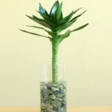 Lotus Shape Lucky Bamboos Plants
