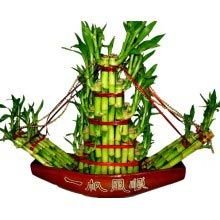 Lucky Bamboo Boat Arrangement Plants