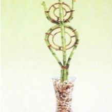 Lucky Bamboo Ring Arrangement Plants