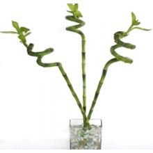 Lucky Bamboo Spiral Sticks Plants