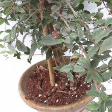 Malphigia Anthurium Plants