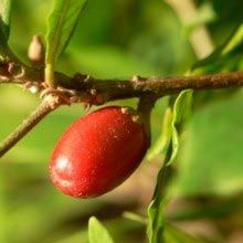 Miracle Fruit Plants